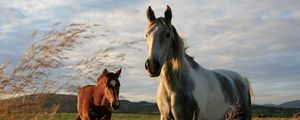 Preview wallpaper horses, couple, grass, walk