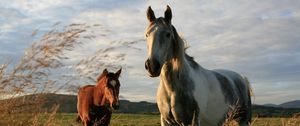 Preview wallpaper horses, couple, grass, walk