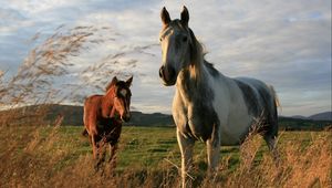 Preview wallpaper horses, couple, grass, walk