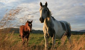Preview wallpaper horses, couple, grass, walk