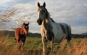 Preview wallpaper horses, couple, grass, walk