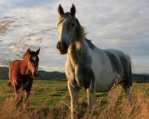 Preview wallpaper horses, couple, grass, walk