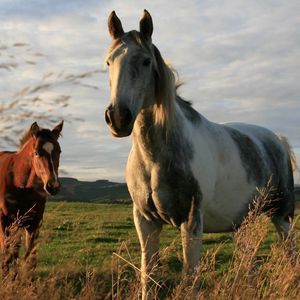 Preview wallpaper horses, couple, grass, walk