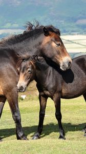 Preview wallpaper horses, couple, grass, mountains