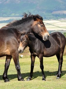 Preview wallpaper horses, couple, grass, mountains