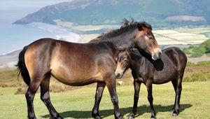 Preview wallpaper horses, couple, grass, mountains