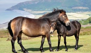 Preview wallpaper horses, couple, grass, mountains