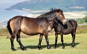 Preview wallpaper horses, couple, grass, mountains