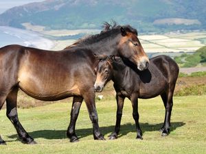 Preview wallpaper horses, couple, grass, mountains