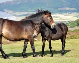 Preview wallpaper horses, couple, grass, mountains