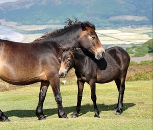 Preview wallpaper horses, couple, grass, mountains