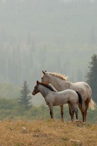 Preview wallpaper horses, couple, grass, distance, stand