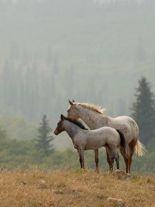 Preview wallpaper horses, couple, grass, distance, stand