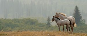 Preview wallpaper horses, couple, grass, distance, stand