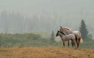 Preview wallpaper horses, couple, grass, distance, stand
