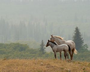 Preview wallpaper horses, couple, grass, distance, stand