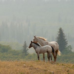 Preview wallpaper horses, couple, grass, distance, stand