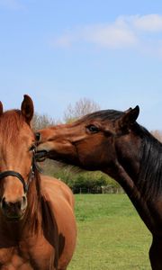 Preview wallpaper horses, couple, grass, walk