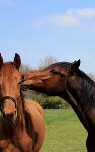 Preview wallpaper horses, couple, grass, walk