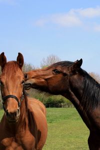 Preview wallpaper horses, couple, grass, walk