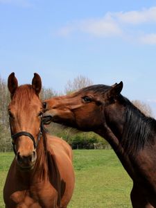 Preview wallpaper horses, couple, grass, walk