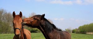 Preview wallpaper horses, couple, grass, walk