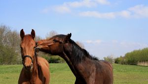 Preview wallpaper horses, couple, grass, walk