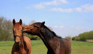 Preview wallpaper horses, couple, grass, walk