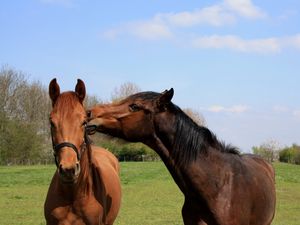 Preview wallpaper horses, couple, grass, walk