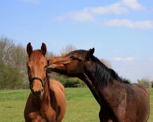 Preview wallpaper horses, couple, grass, walk