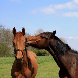 Preview wallpaper horses, couple, grass, walk