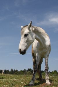 Preview wallpaper horses, couple, grass, walk, beautiful