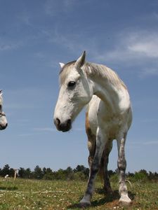 Preview wallpaper horses, couple, grass, walk, beautiful