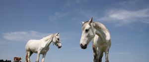 Preview wallpaper horses, couple, grass, walk, beautiful