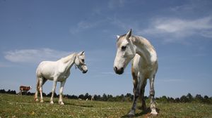 Preview wallpaper horses, couple, grass, walk, beautiful