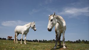 Preview wallpaper horses, couple, grass, walk, beautiful