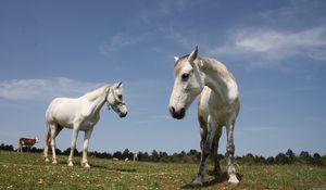 Preview wallpaper horses, couple, grass, walk, beautiful