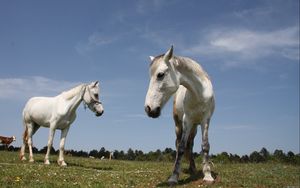 Preview wallpaper horses, couple, grass, walk, beautiful