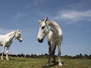 Preview wallpaper horses, couple, grass, walk, beautiful