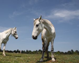 Preview wallpaper horses, couple, grass, walk, beautiful