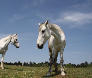 Preview wallpaper horses, couple, grass, walk, beautiful