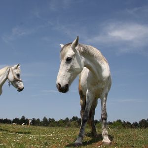 Preview wallpaper horses, couple, grass, walk, beautiful