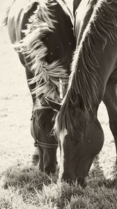 Preview wallpaper horses, couple, herbs, food, walk