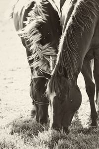 Preview wallpaper horses, couple, herbs, food, walk