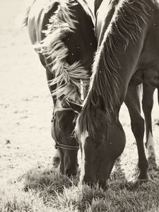 Preview wallpaper horses, couple, herbs, food, walk