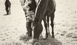 Preview wallpaper horses, couple, herbs, food, walk