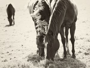 Preview wallpaper horses, couple, herbs, food, walk