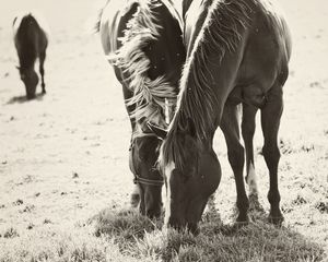 Preview wallpaper horses, couple, herbs, food, walk