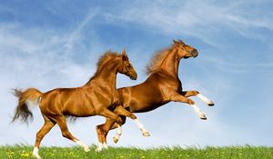 Preview wallpaper horses, couple, nature, jump, summer