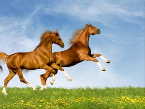 Preview wallpaper horses, couple, nature, jump, summer